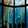 Montery Bay Aquarium Tickets