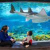 Seattle Aquarium Ticket